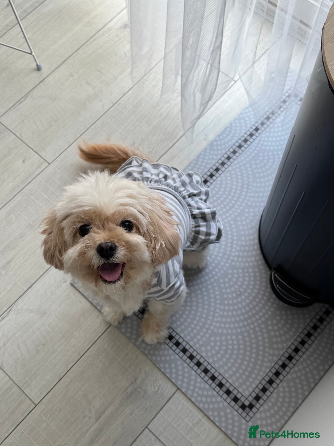 Cavapoo dogs for sale: Rehoming Adorable Cavapoo Girl - Advert 3