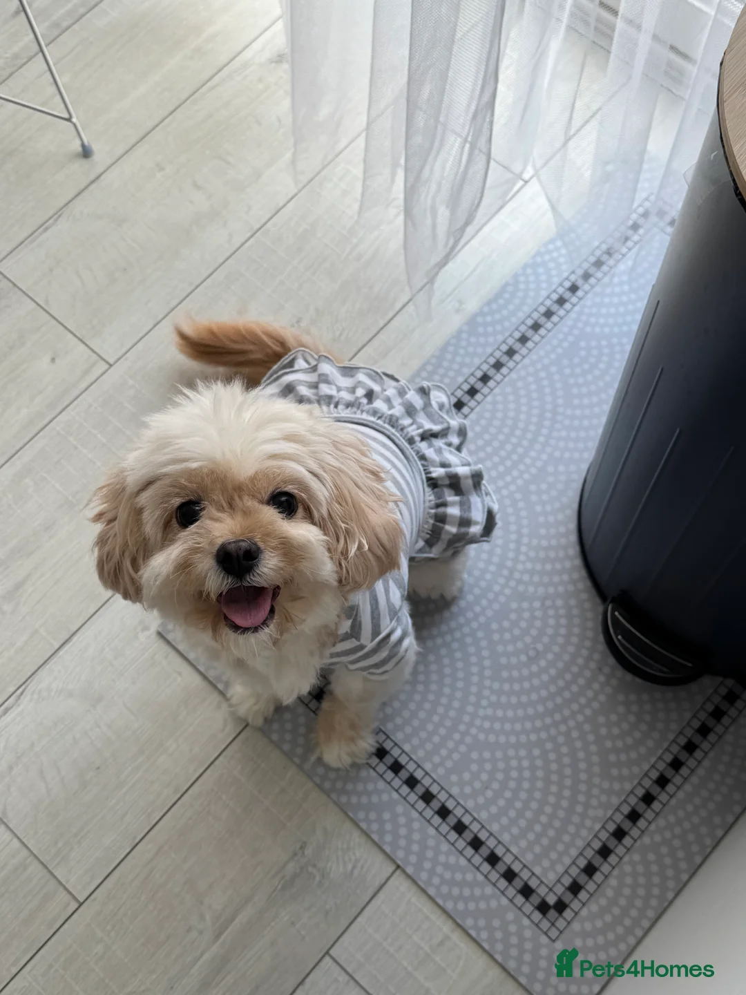 Cavapoo dogs for sale: Rehoming Adorable Cavapoo Girl - Advert 3