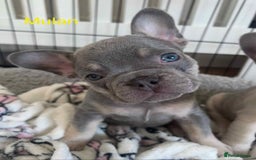 French Bulldog dogs for sale: Blue Fawn French Bulldog pups for sale - Image 1