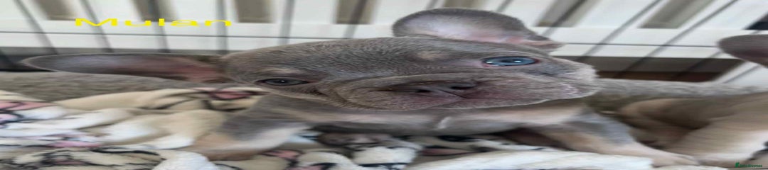 French Bulldog Puppy 2