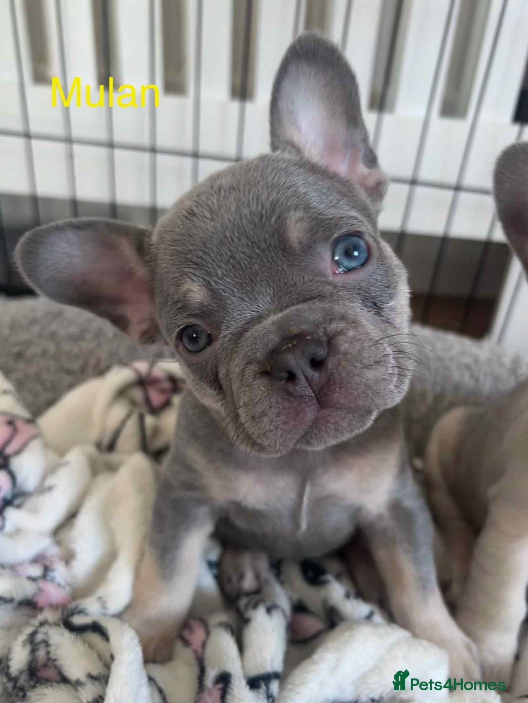 French Bulldog dogs for sale: Blue Fawn French Bulldog pups for sale - Image 1