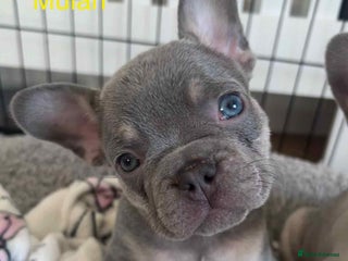 French Bulldog dogs - Advert 1