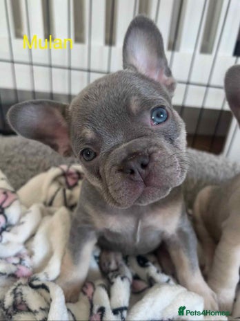 French Bulldog dogs - Advert 2