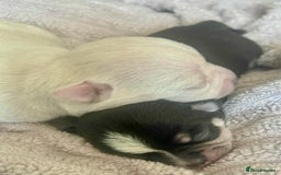 Chihuahua dogs for sale: KC Chihuahuas 🇬🇧 bloodlines 🌟🌟🌟🌟🌟 - Image 1