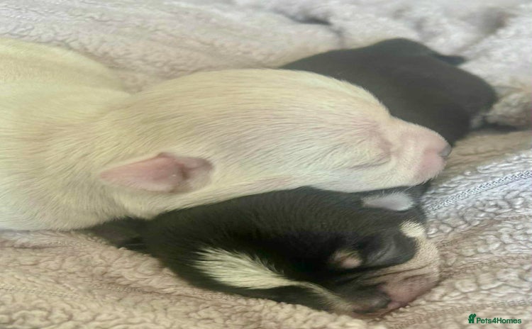 Chihuahua dogs - Advert 4