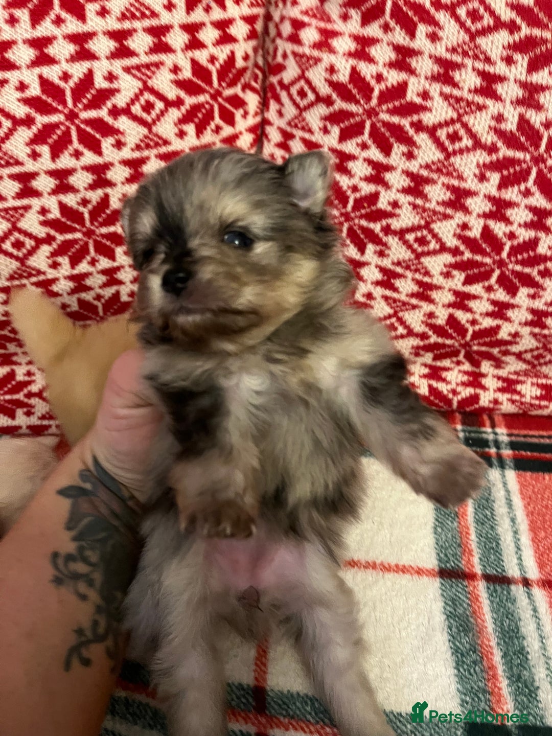 Pomeranian dogs for sale: Stunning Pomeranian puppys - Advert 3