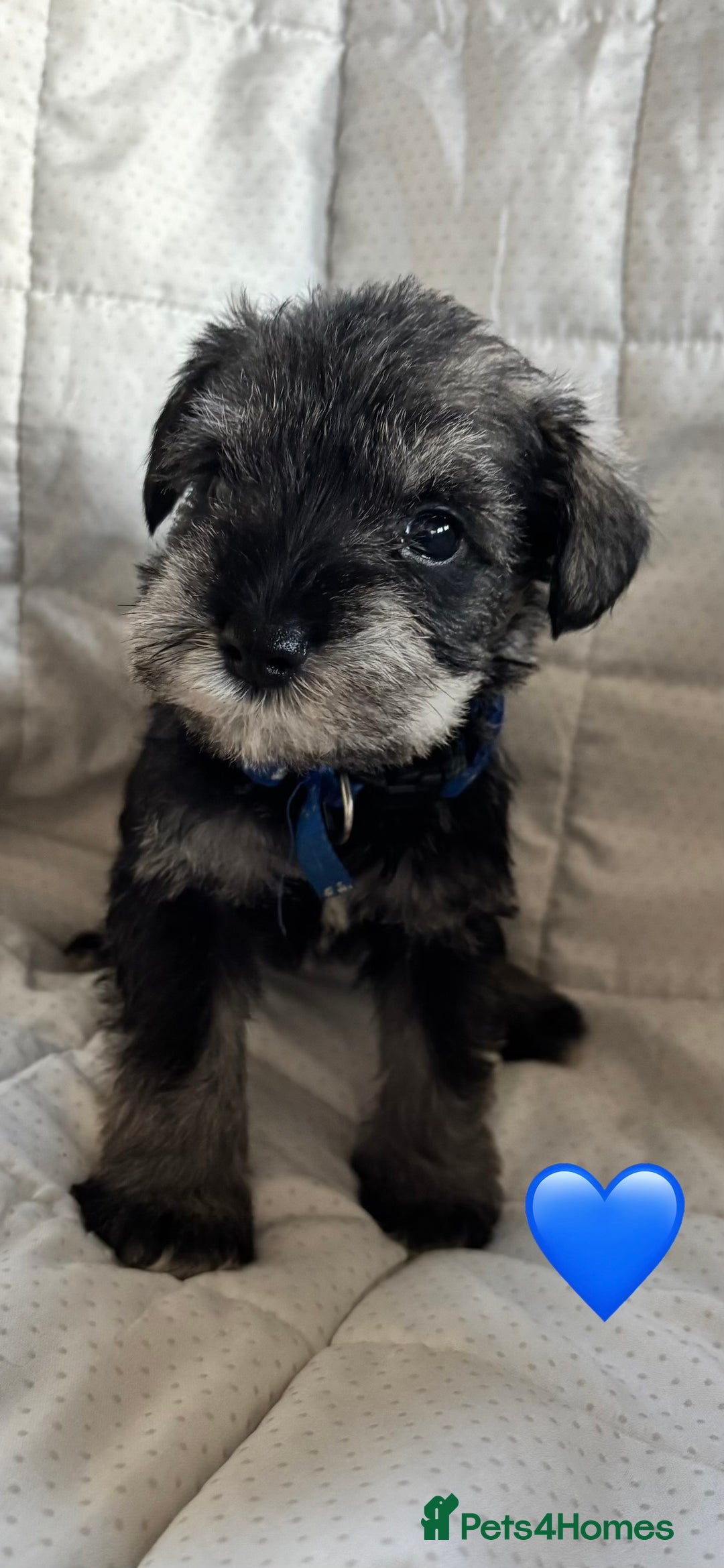 Miniature Schnauzer dogs for sale: Miniature Schnauzer Pups (White & Salt’n’Pepper) - Image 9