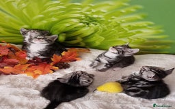 British Shorthair cats for sale: British Shorthair Tabby  - Image 23