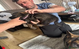 German Shepherd dogs for sale: 3 German shepherd puppies - Image 16
