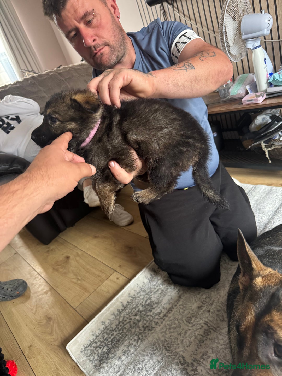 German Shepherd dogs for sale: 3 German shepherd puppies - Image 16