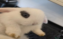 Mini Lop rabbits for sale: Gorgeous Mini lop baby girl ready now  - Image 3