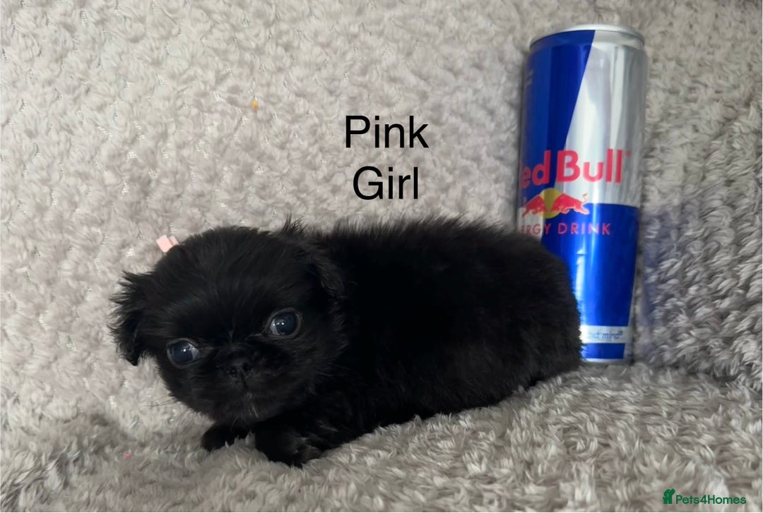 Mixed Breed dogs for sale: Tiny Pugingese pups  - Image 27
