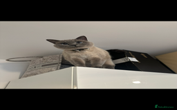 British Shorthair cats for sale: British shorthair x ragdoll - Image 5