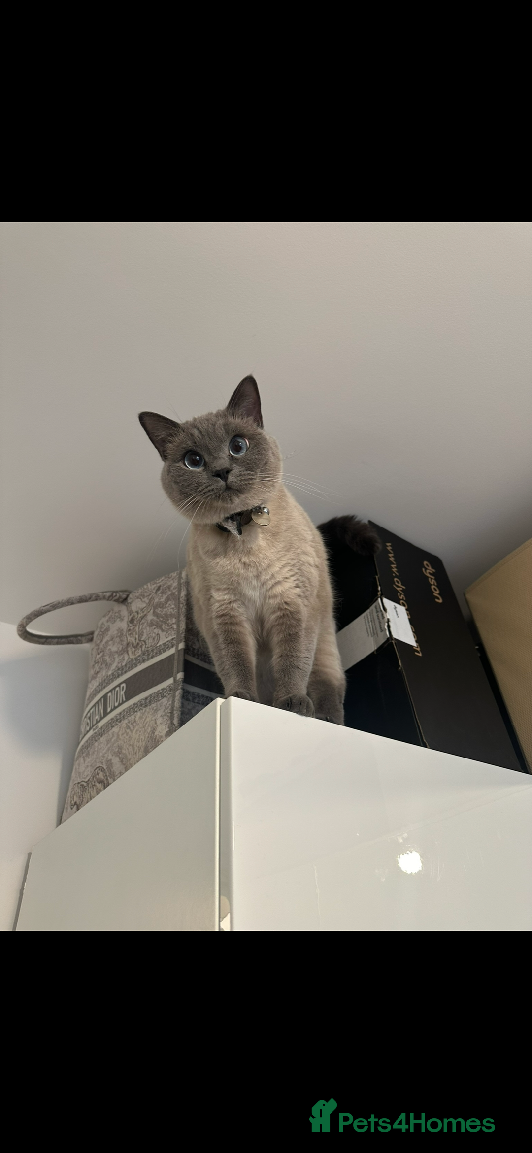 British Shorthair cats for sale: British shorthair x ragdoll - Image 5