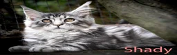 Maine Coon cats for sale: Polydactyl Maine Coon kittens are available  - Advert 4