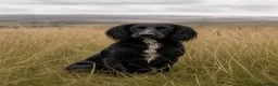 Cocker Spaniel dogs for sale: KCReg fully health tested working cocker puppies - Advert 2