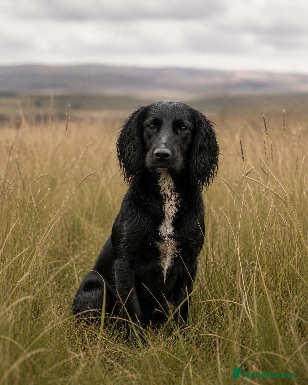 Cocker Spaniel dogs for sale: KCReg fully health tested working cocker puppies - Advert 2