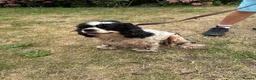 Cocker Spaniel dogs for sale: American cocker Spainel bitch for sale  - Advert 3