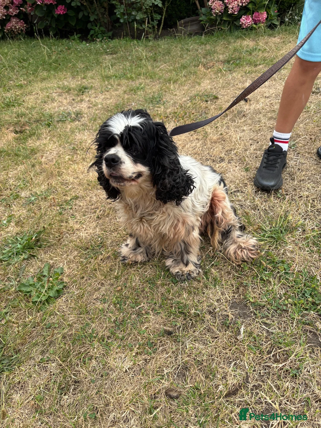 Cocker Spaniel dogs for sale: American cocker Spainel bitch for sale  - Advert 3