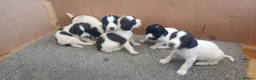 English Springer Spaniel dogs for sale: English springer spaniel pups  - Advert 33
