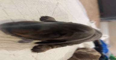 Miniature Dachshund dogs - Advert 10