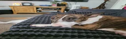 English Bull Terrier dogs for sale: Beautiful bullies boys - Advert 2