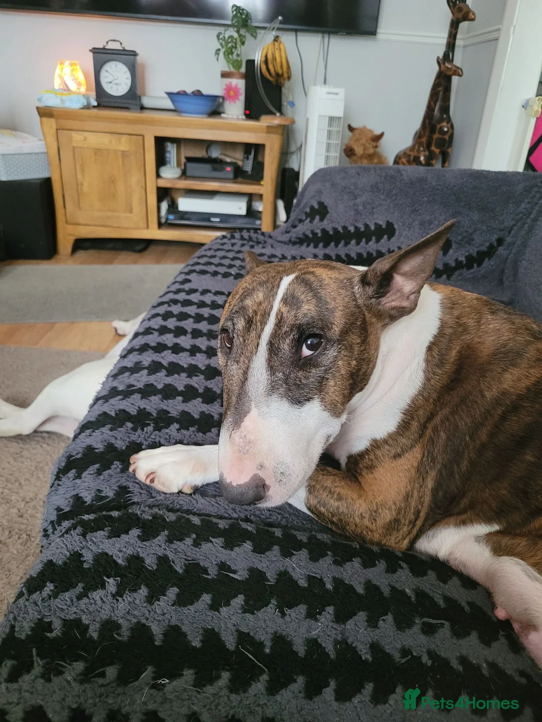 English Bull Terrier dogs for sale: Beautiful bullies boys - Advert 2