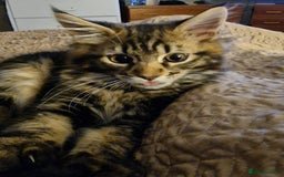 Maine Coon cats for sale: MAINE COONE KITTENS BOY CHAMPION BLOODLINE - Image 9