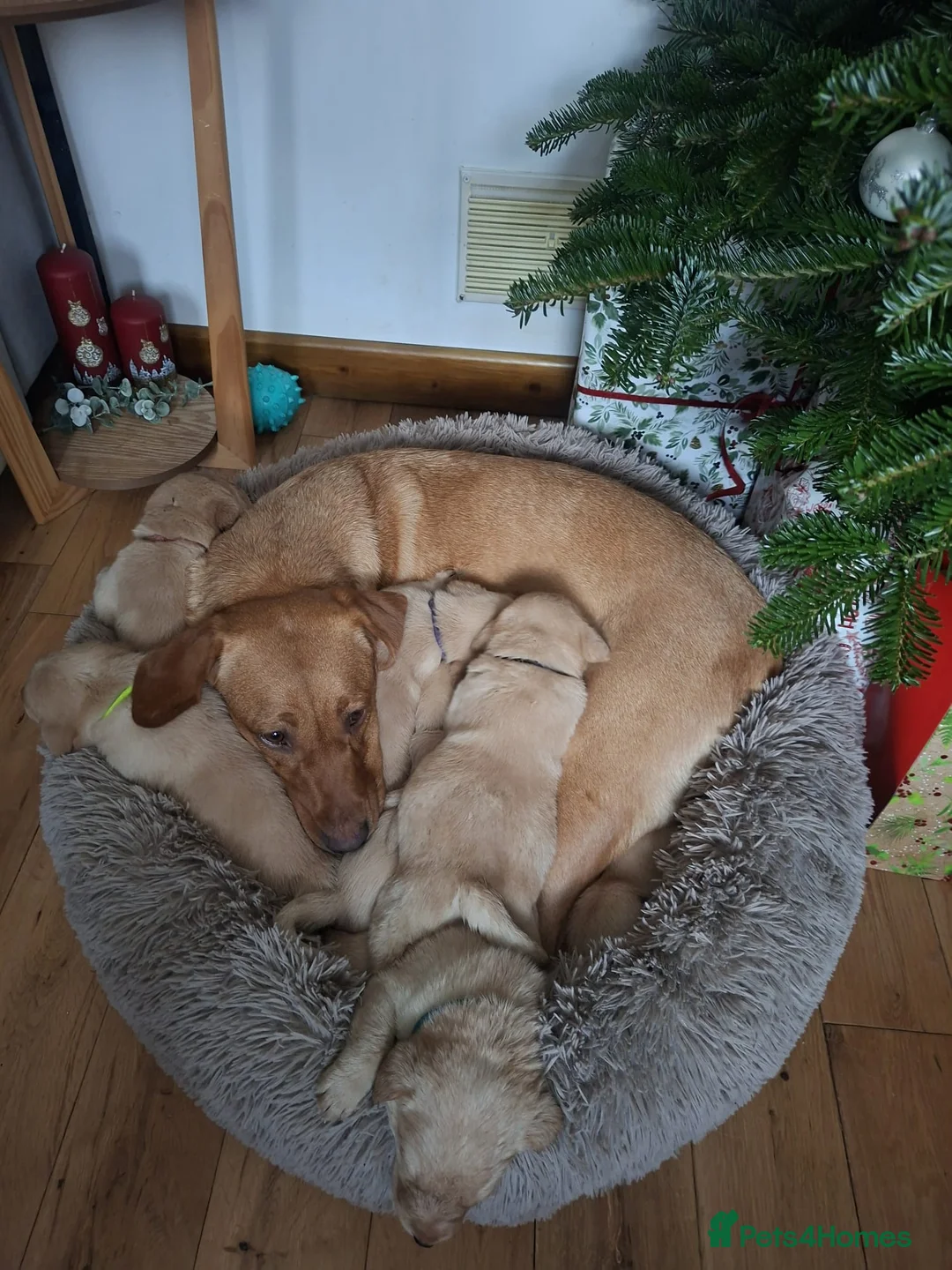 Labrador Retriever dogs for sale: * SOLD * Stunning litter of 9 golden labradors  - Advert 10