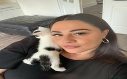 Mixed Breed cats for sale: Kittens - 2 boys 1 girl - ready to leave! - Image 9
