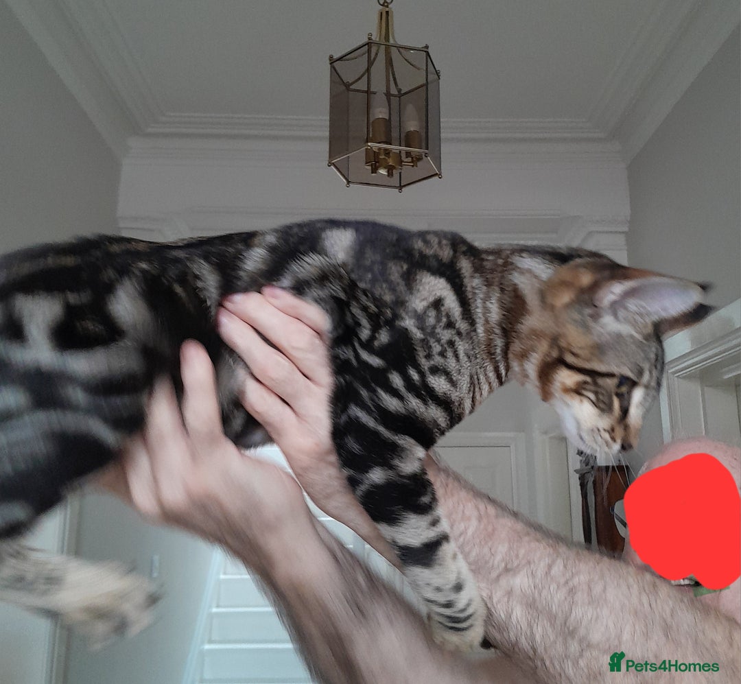 Savannah cats for sale: Full Pedigree TICA Reg Marbled Savannah Boy Kitten - Image 24