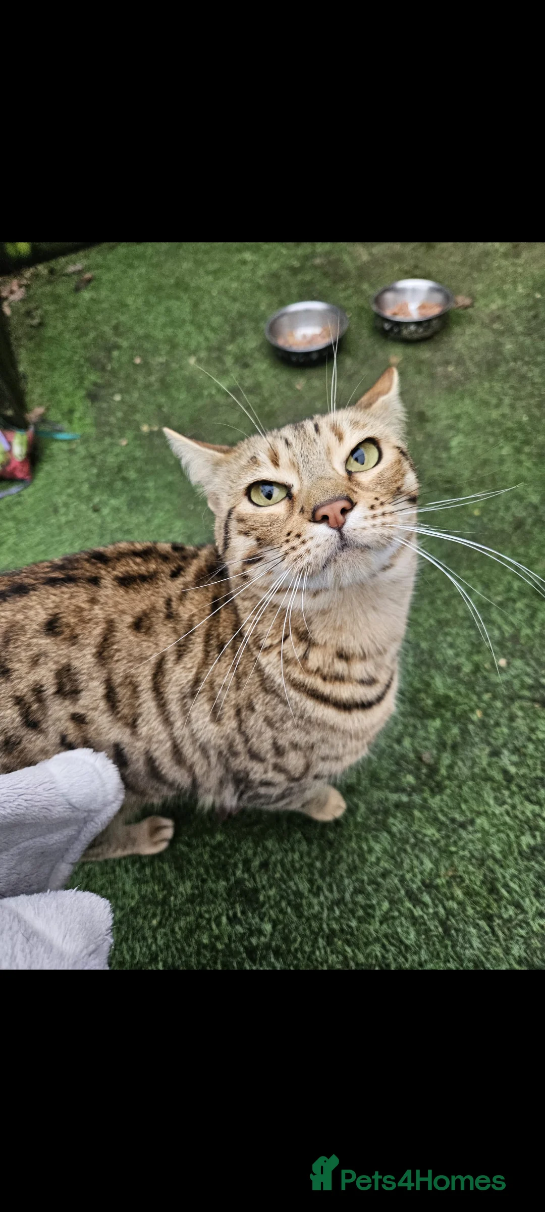 Bengal cats for sale: 2 Bengal female cats - Advert 2