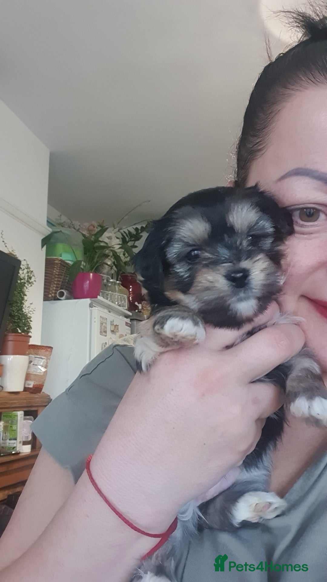 Morkie dogs for sale: ADORABLE MORKI BABIES 🐶 - Advert 8