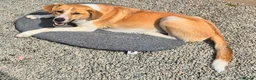 Mixed Breed dogs for adoption: Henry - In Ayr Looking for a home  - Advert 8