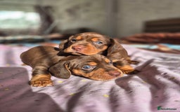 Dachshund dogs for sale: Miniature dachshund puppies PRA CLR - Image 25