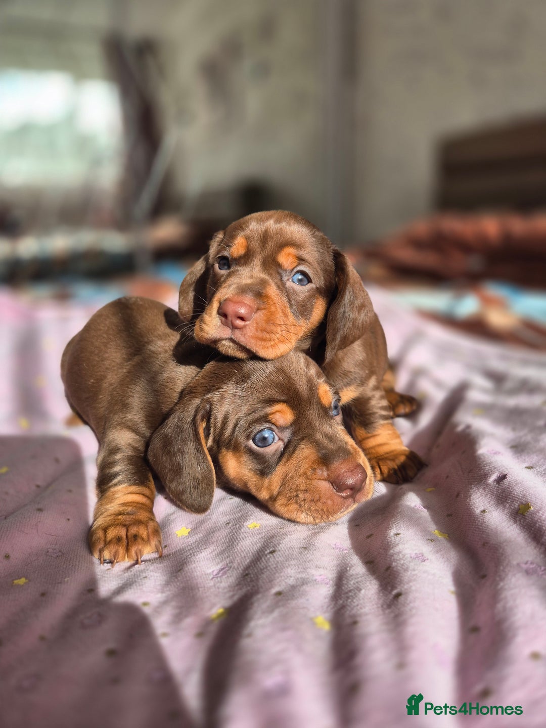 Dachshund dogs for sale: Miniature dachshund puppies PRA CLR - Image 25