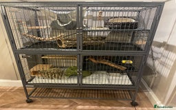 Chinchilla rodents for sale: Male neutered chinchilla - Image 2