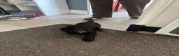 Cockapoo dogs for sale: Cockapoo puppies  - Advert 6