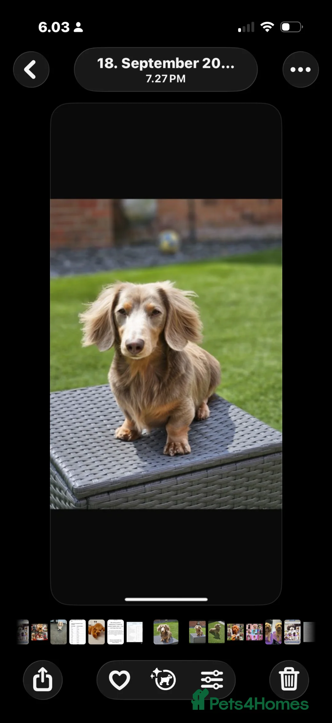 Miniature Dachshund dogs for stud: Long Hair miniature dacshund - Advert 2
