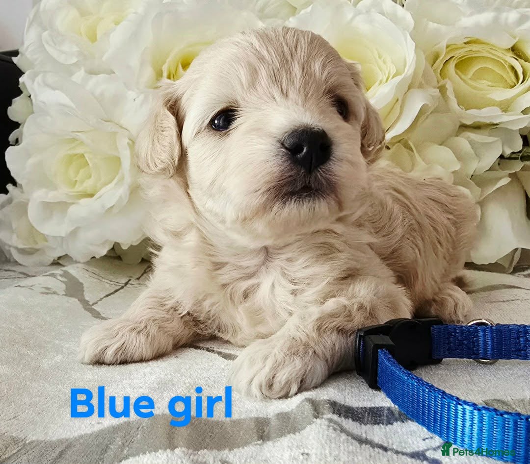 Maltipoo dogs Maltippo puppies  - Advert 7