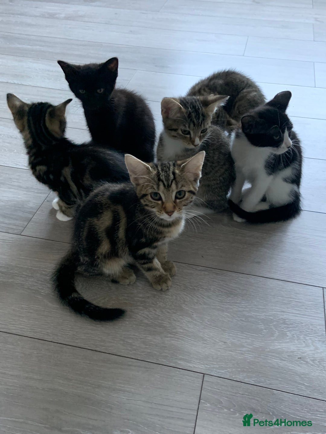 Bengal cats for sale: Kittens for sale - Image 13