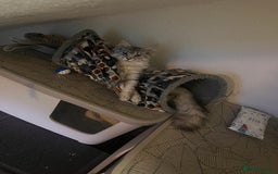 Maine Coon cats for sale: Maine coon kittens - Image 6