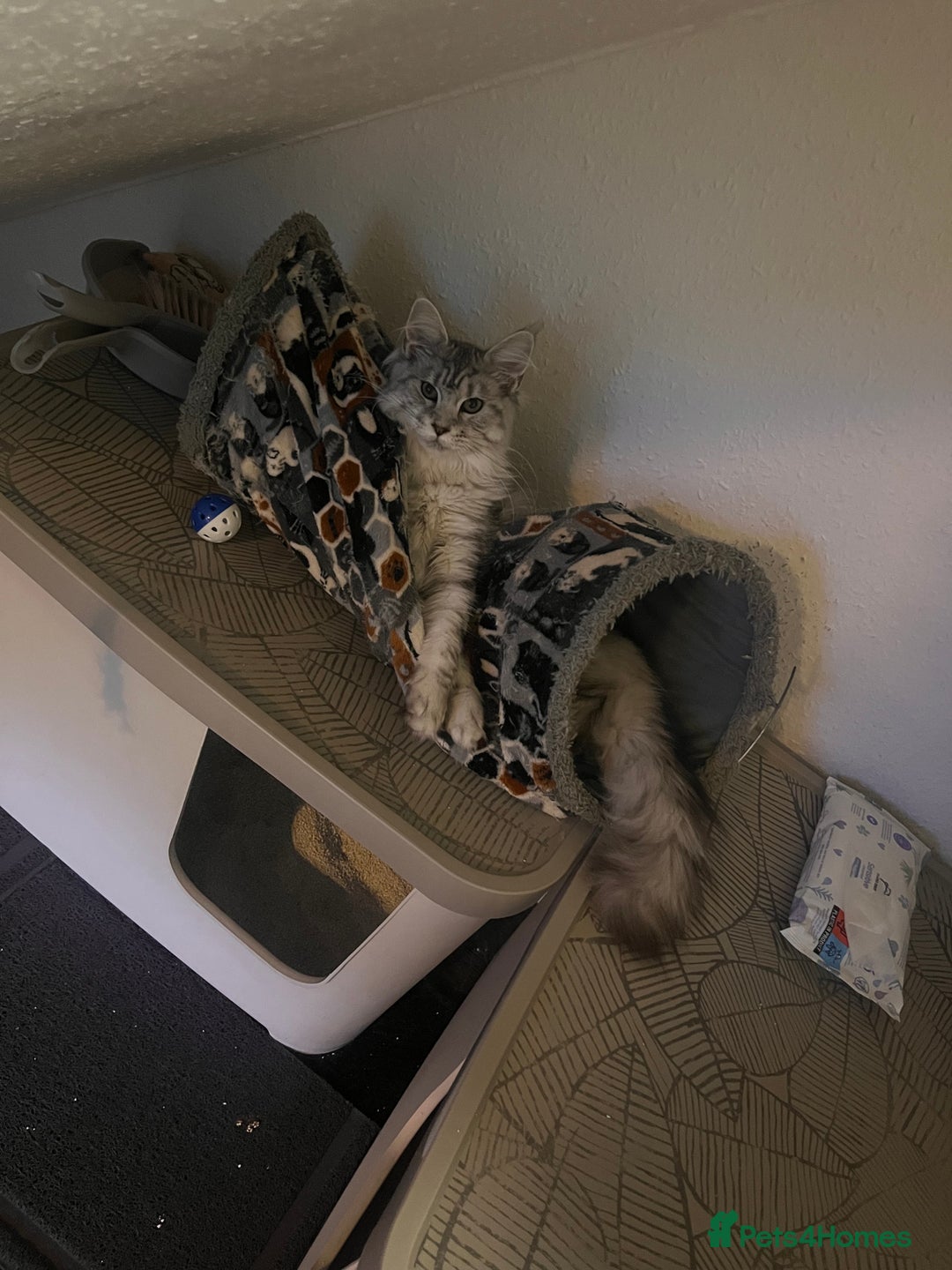 Maine Coon cats for sale: Maine coon kittens - Image 6