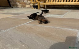 Border Terrier dogs for sale: Quality border terrier pups - Image 4