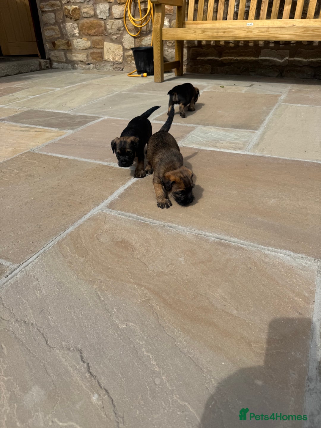 Border Terrier dogs for sale: Quality border terrier pups - Image 4