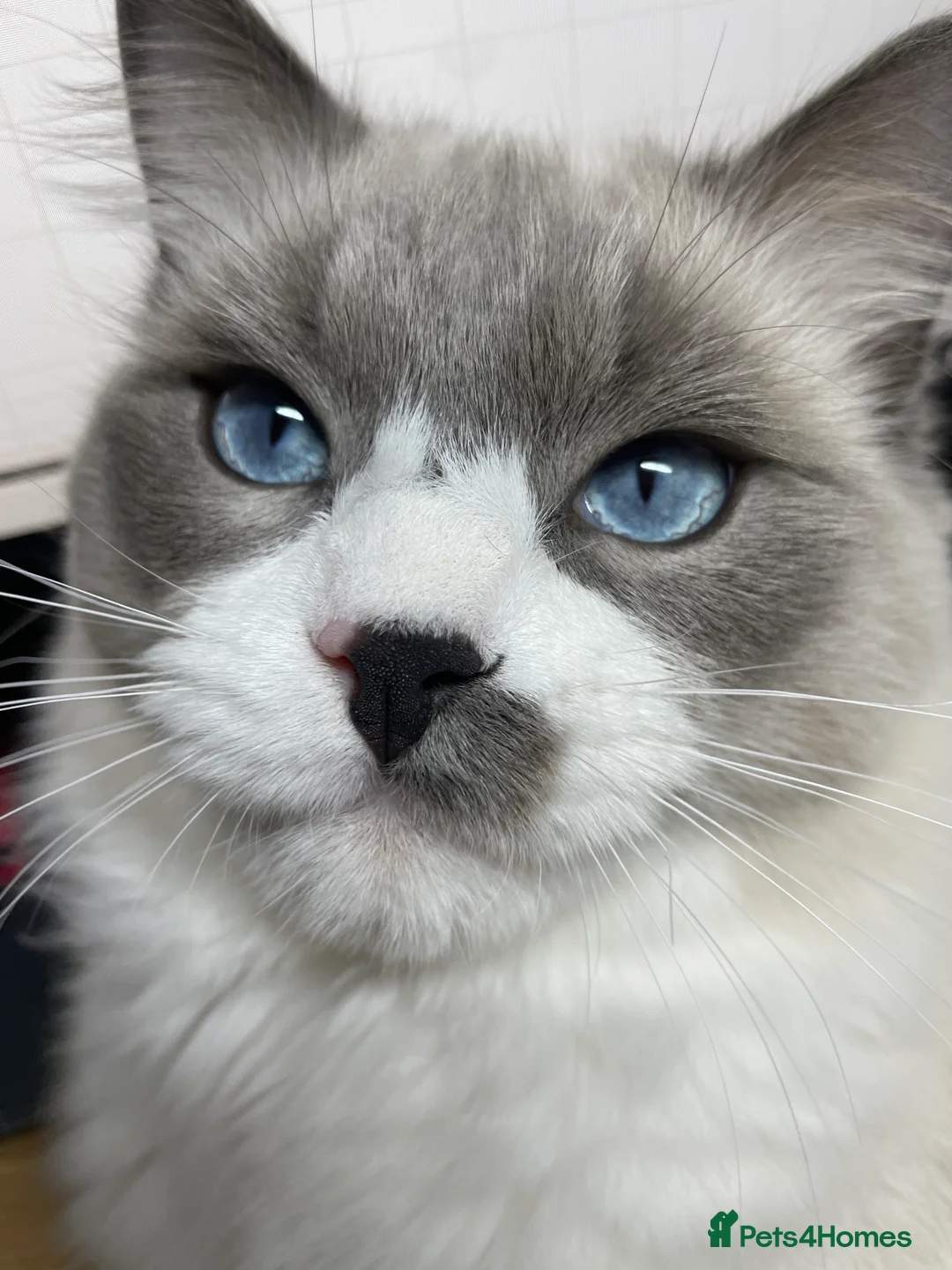 Ragdoll cats for stud: Pure Ragdoll Stud Available  in Newry - Advert 9