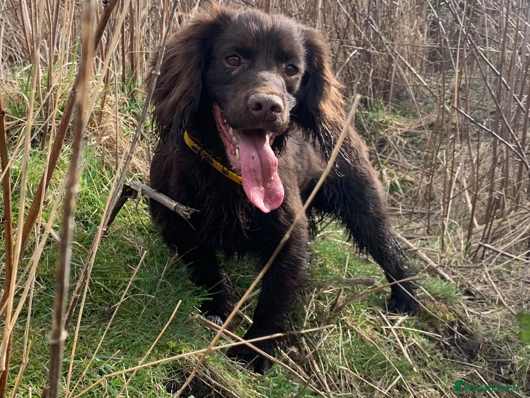 Cocker Spaniel dogs for stud: FTCH x FTW cocker spaniel for stud - Image 2