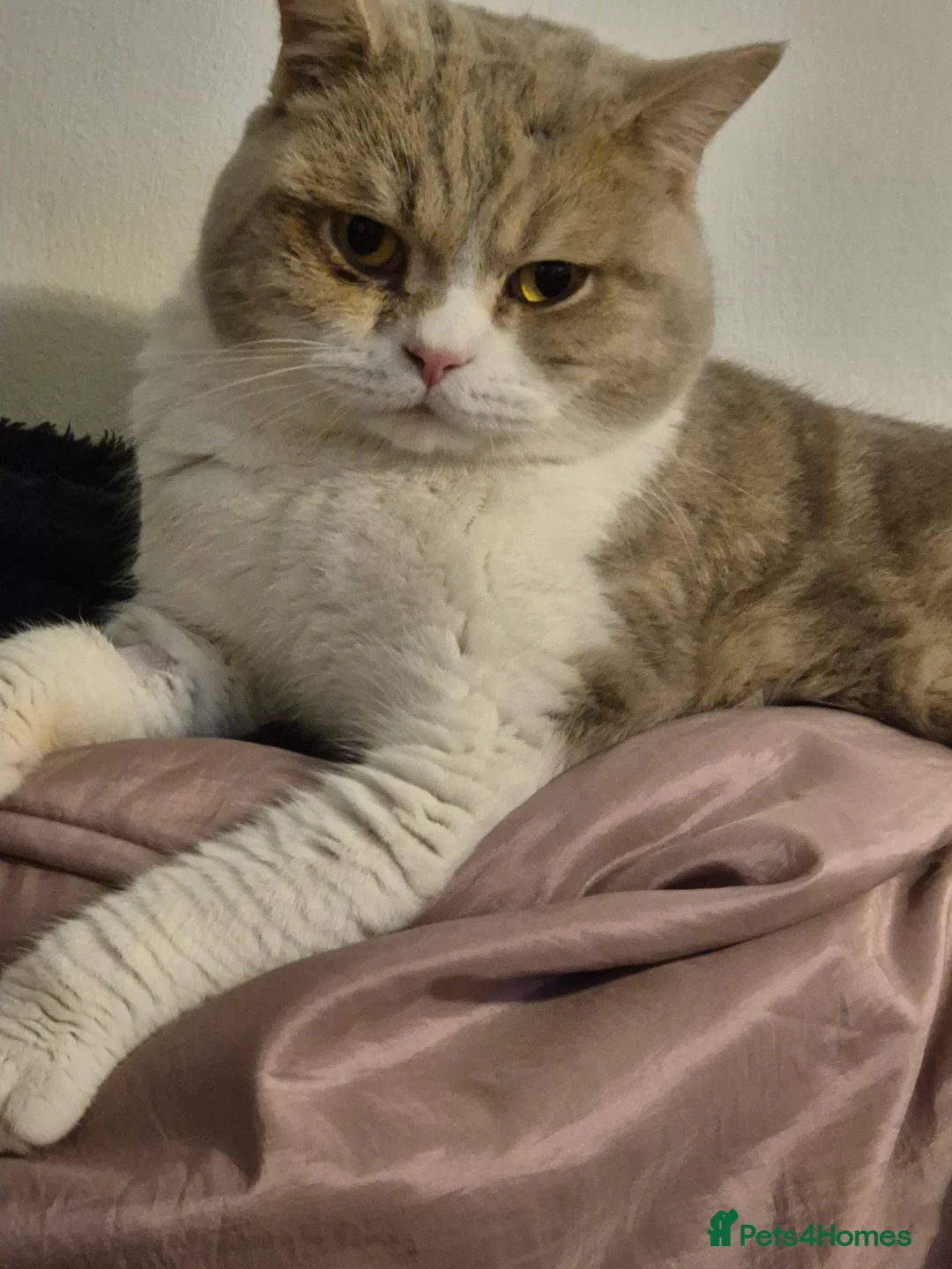 Selkirk Rex cats for sale: Absouloutly stunning Tica reg selkirk rex  - Advert 2