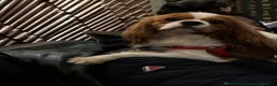 Cavalier King Charles Spaniel dogs for sale: Beautiful Cavalier King Charles Spaniel Puppies - Advert 8