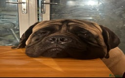 Mastiff dogs for sale: English Mastiff  - Image 1